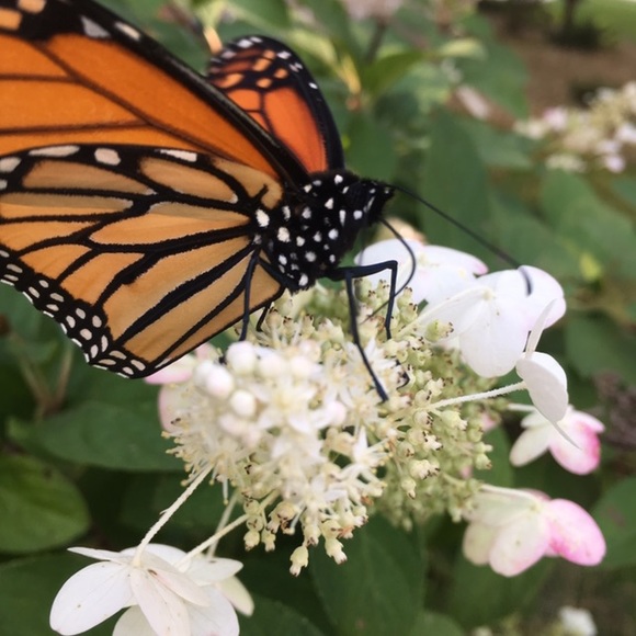 Meet your Posher, Holly - Picture 8 of 12